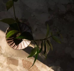 Audo Copenhagen Cresco Propagation Vaas Set Van 2 Transparant 14 Audo Copenhagen Cresco Propagation Vaas Set Van 2 Transparant -Meubelwinkel x886x886 menu cresco propagation vaas set van 25.jpg.pagespeed.ic .6mEg2xBaDb