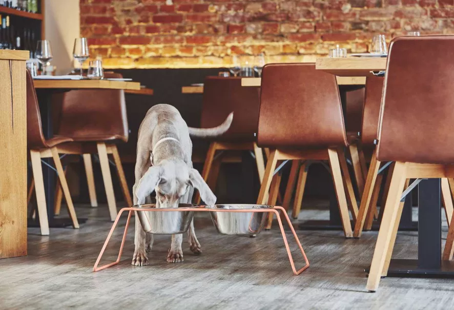 MiaCara Cena Hondenvoerbak Medium Stone 7 MiaCara Cena Hondenvoerbak Medium Stone - Afbeelding 5