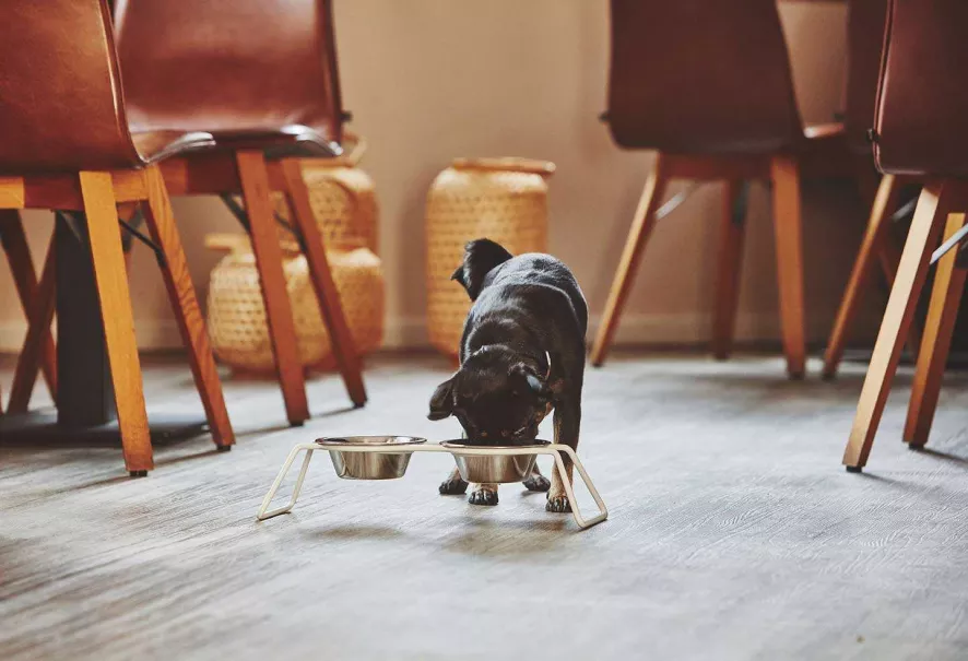 MiaCara Cena Hondenvoerbak Medium Stone 9 MiaCara Cena Hondenvoerbak Medium Stone - Afbeelding 7