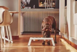 MiaCara Desco Hondenvoerbak Large Aluminium Zwart 21 MiaCara Desco Hondenvoerbak Large Aluminium Zwart -Meubelwinkel x886x886 miacara desco hondenvoerbak medium33.jpg.pagespeed.ic .TDHbqON8WS