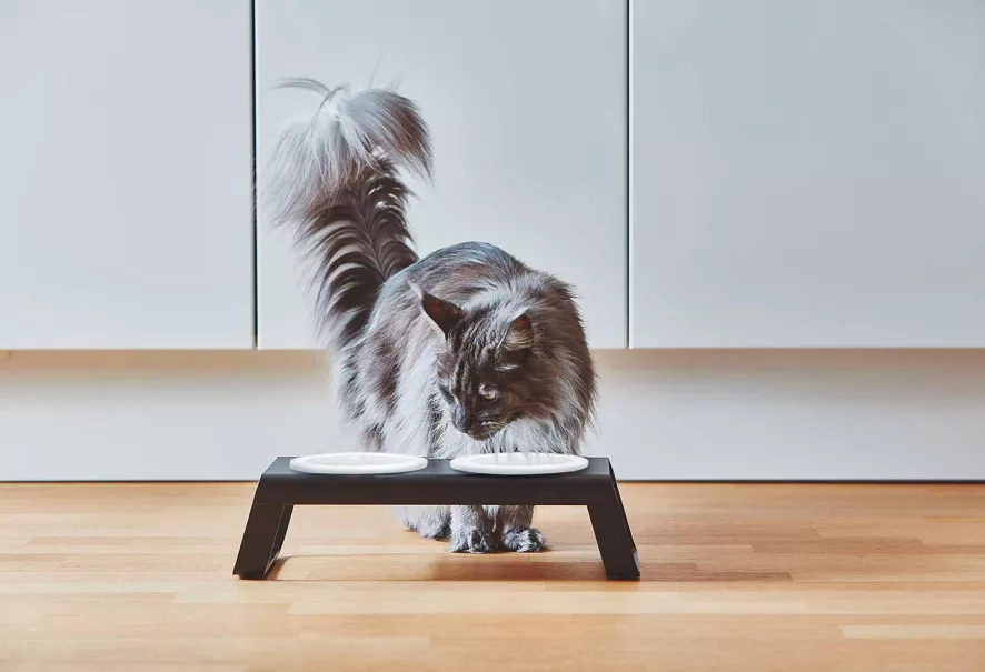 MiaCara Desco Kattenvoerbak Porselein Essen Naturel 5 MiaCara Desco Kattenvoerbak Porselein Essen Naturel - Afbeelding 3