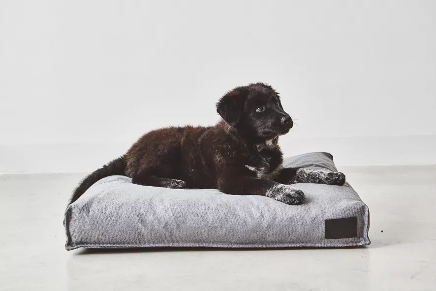 MiaCara Divo Hondenkussen Small Slate 7 MiaCara Divo Hondenkussen Small Slate - Afbeelding 5