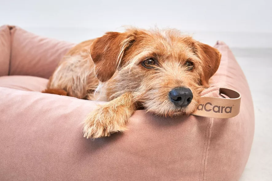 MiaCara Velluto Hondenmand Medium Nude 12 MiaCara Velluto Hondenmand Medium Nude - Afbeelding 10